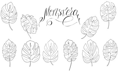set of black and white monstera leaves and lettering for textile, print, raster copy