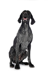 German Shorthaired Pointer