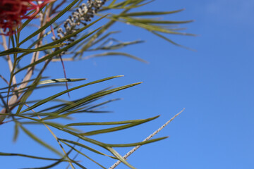 blue sky and tree