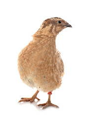 japanese quail in studio