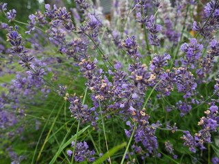 Naklejka premium Lavender on a sunny day.