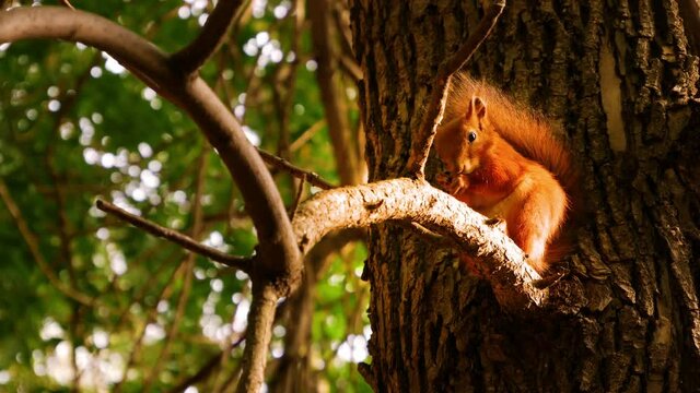 Fluffy Squirrel eats nuts, gnaws, and peels. Red Squirrel on big tree