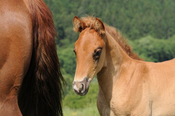 Obraz premium American Quarter Horse Fohlen