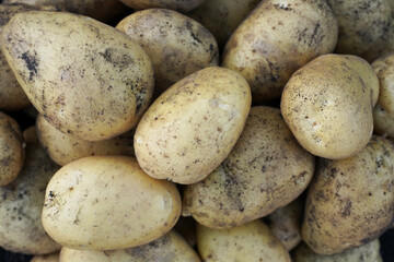 Yellow dirty potato close up