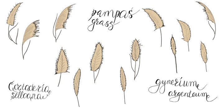 Vector illustration, set of colored pampas grass branches, lettering. Print for design paper, fabric, interior