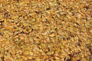 地面を覆うイチョウの落葉