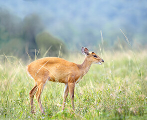 Wild Muntjac deer, also know as barking deer or rib-faced deer, Khao Yai National Park, Thailand
