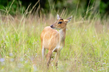 Wild Muntjac deer, also know as barking deer or rib-faced deer, Khao Yai National Park, Thailand