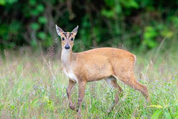Naklejka na ściany i meble Wild Muntjac deer, also know as barking deer or rib-faced deer, Khao Yai National Park, Thailand