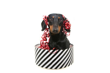 Dashchund dog present for christmas, birthday or anniversary, wearing a red ribbon on head....