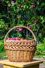 Fototapeta na wymiar A basket with ripe red apples stands on a stool under an apple tree with fruits in a garden. Apple orchard. Traditional collecting organic fruit. Season harvesting.
