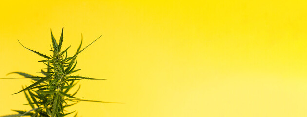 Branch of green fresh cannabis lying sideways on a yellow background. Place for your text. Photo banner. View from above. Photo concept.