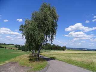 Birkenallee im Sommer