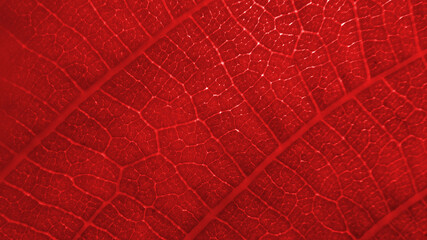 Fototapeta na wymiar red leaf texture