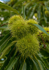 Closeup of ripening tubers on a sweet chestnut or Castanea sativa tree