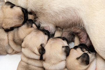 Little pug puppies suckle the breast. Close-up of a dog's chest and puppy heads.