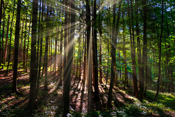 morning sun rays in the forest 