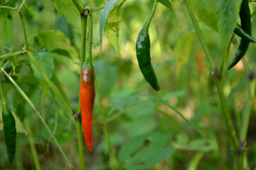 the red ripe chilly with leaves and plant in the garden.