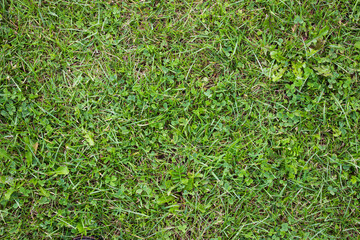 Grass texture. Green grass. Nature