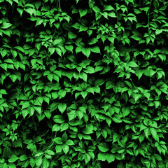 Fototapeta na wymiar Wall of green leaves. Green leaves texture background. Natural background and wallpaper. green grass background. macro green grass. nature poster. green background. closeup of green grass. 