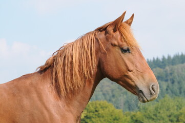 Obraz premium American Quarter Horse roczniaków