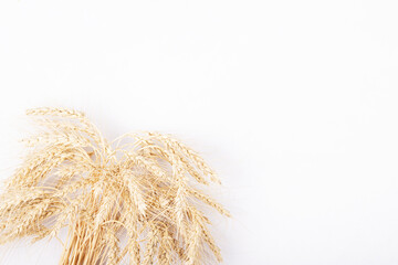dry wheat ears isolated on a white background, space for text