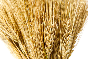 ears of ripe yellow wheat on white background close-up.