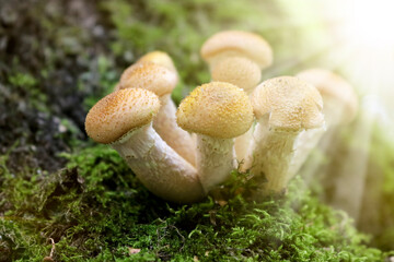 Honey Fungus (Armillaria mellea) grows on old felled birch trees. A group of edible stump mushroom....