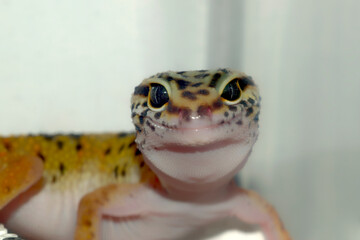 ヒョウモントカゲモドキ