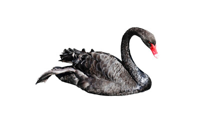 Black eastern swan isolated on white background. Clipping path included. Swimming in small pond. Horizontal image. Main focus on the swan.  Lonely Cygnus in peaceful outdoors nature scenery. 