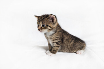 Fototapeta na wymiar Tabby kitten cat sitting on white sheet background.