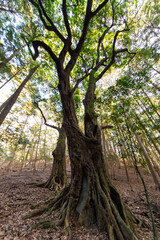 薄暗い森の中に生えている樫