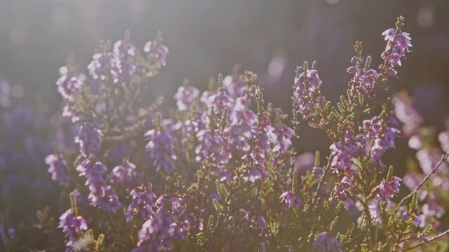 Heather flowering on the moors above Haworth the home of the Brontes, West Yorkshire