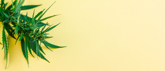 Naklejka na ściany i meble Branch of green fresh cannabis lying sideways on a yellow background. Place for your text. Photo banner. View from above. Photo concept.