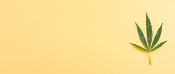 A leaf of green fresh cannabis lying on the side against a yellow background. Photo banner. View from above. Photo concept. Place for your text.