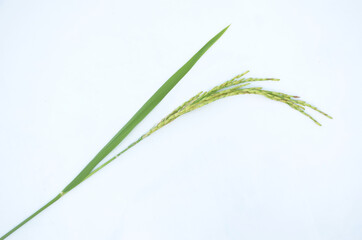 the green ripe paddy plant grains isolated on white background.