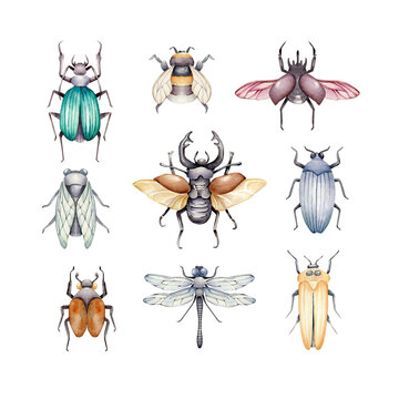 Watercolor collection of insects.Beetles isolated on white background