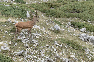 Isolated red deer male in mountain region (Cervus elaphus)