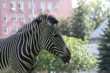 zebra head with a tuft an a city background