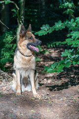 Naklejka premium Young brown German Shepherd dog, female sits in the woods on the sand, tongue sticking out. Trees in the background