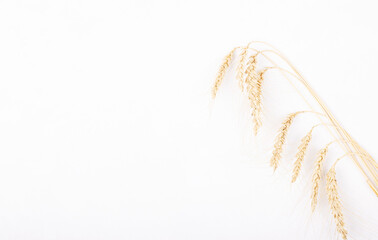 dry wheat ears isolated on a white background, space for text