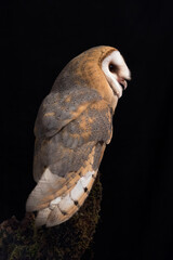 Wonderful portrait of Barn owl (Tyto alba)
