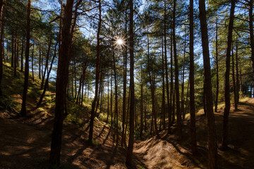Pine forest with raised trunks against the light. Pinar de Las Lomas, León, Spain.