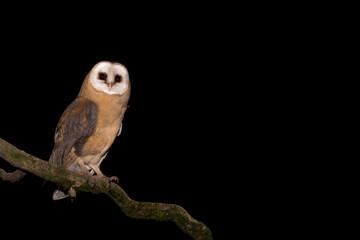 Night portrait of Barn owl on branch (Tyto alba)