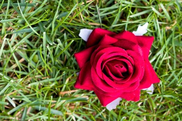 Red Rose on th Green Grass, Wedding Flower