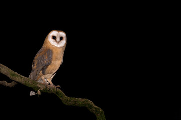 Barn owl on a branch (Tyto alba)