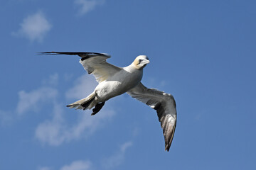 Flying gannet over the sea 