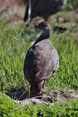 Ground fowl