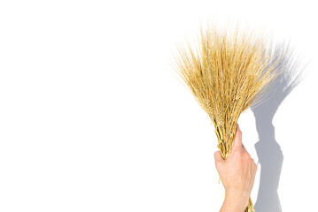 woman hand hold wheat ears isolated on the white background with copy space.