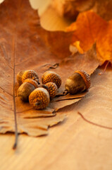 photo with autumn mood. large acorns lie on autumn leaves against the background of a window. space...